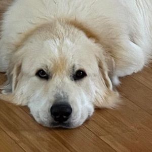 Meet your Posher, Patricia